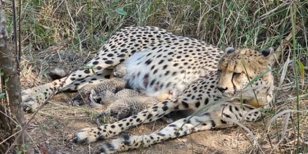Union Environment Minister informed about the birth of three leopard cubs in Kuno National Park
