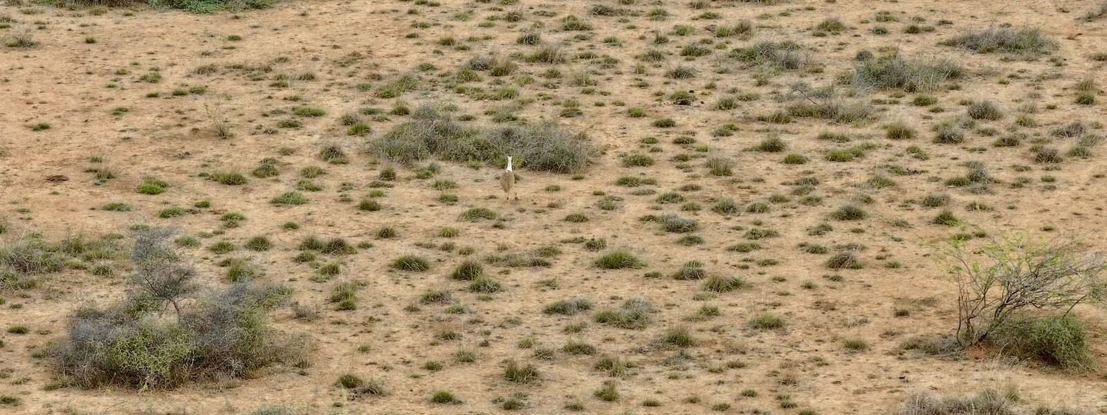 Thanks to inter-state conservation efforts, a Great Indian Bustard chick successfully hatched in Gujarat after a decade.
