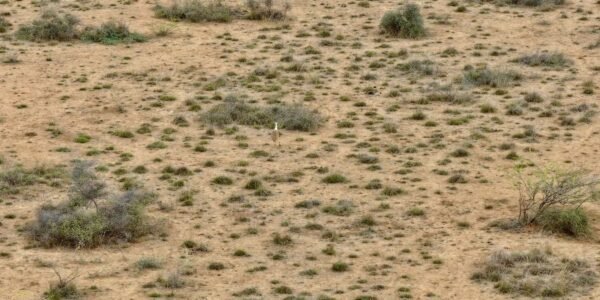 Thanks to inter-state conservation efforts, a Great Indian Bustard chick successfully hatched in Gujarat after a decade.