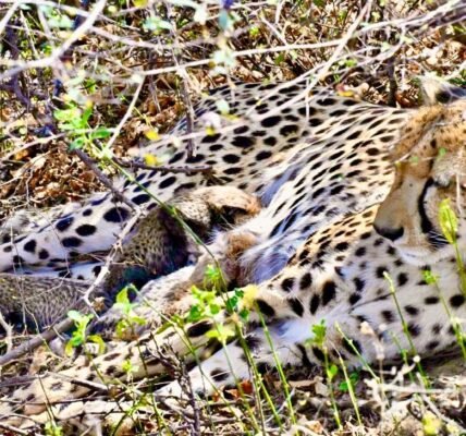 A female cheetah of Indian origin gave birth to four cubs in the wild at Kuno National Park.