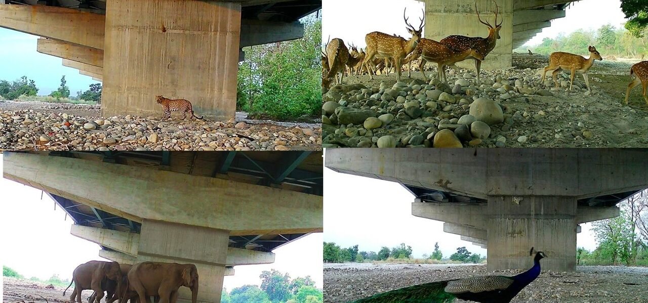 NHAI and WII Study Highlights Effectiveness of Wildlife Conservation Measures on Delhi-Dehradun Economic Corridor