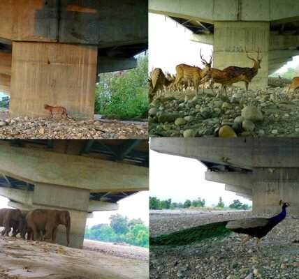 NHAI and WII Study Highlights Effectiveness of Wildlife Conservation Measures on Delhi-Dehradun Economic Corridor