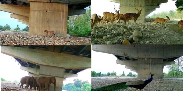 NHAI and WII Study Highlights Effectiveness of Wildlife Conservation Measures on Delhi-Dehradun Economic Corridor