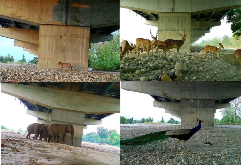 NHAI और WII के अध्ययन में दिल्ली-देहरादून आर्थिक गलियारे पर वन्यजीव संरक्षण उपायों की प्रभावशीलता पर प्रकाश डाला गया