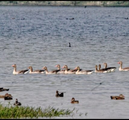 Union Environment Minister declared Shekha Lake Bird Sanctuary as India 99th Ramsar site