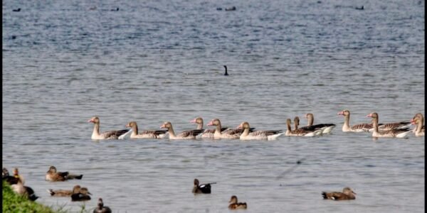 Union Environment Minister declared Shekha Lake Bird Sanctuary as India 99th Ramsar site