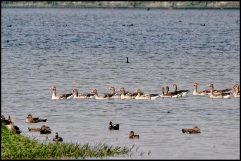 केंद्रीय पर्यावरण मंत्री ने शेखा झील पक्षी अभयारण्य को भारत का 99वां रामसर स्थल घोषित किया
