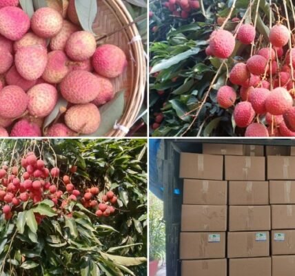 APEDA facilitated the first export of GI-tagged Tezpur litchis from Assam to Dubai.