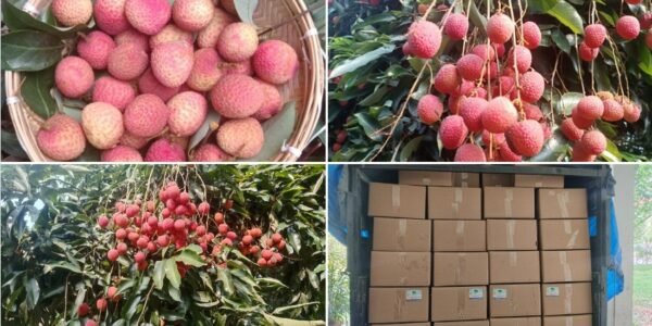 APEDA facilitated the first export of GI-tagged Tezpur litchis from Assam to Dubai.