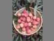 APEDA facilitated the first export of fresh litchis from Uttarakhand to Italy, marking an entry into the European market.