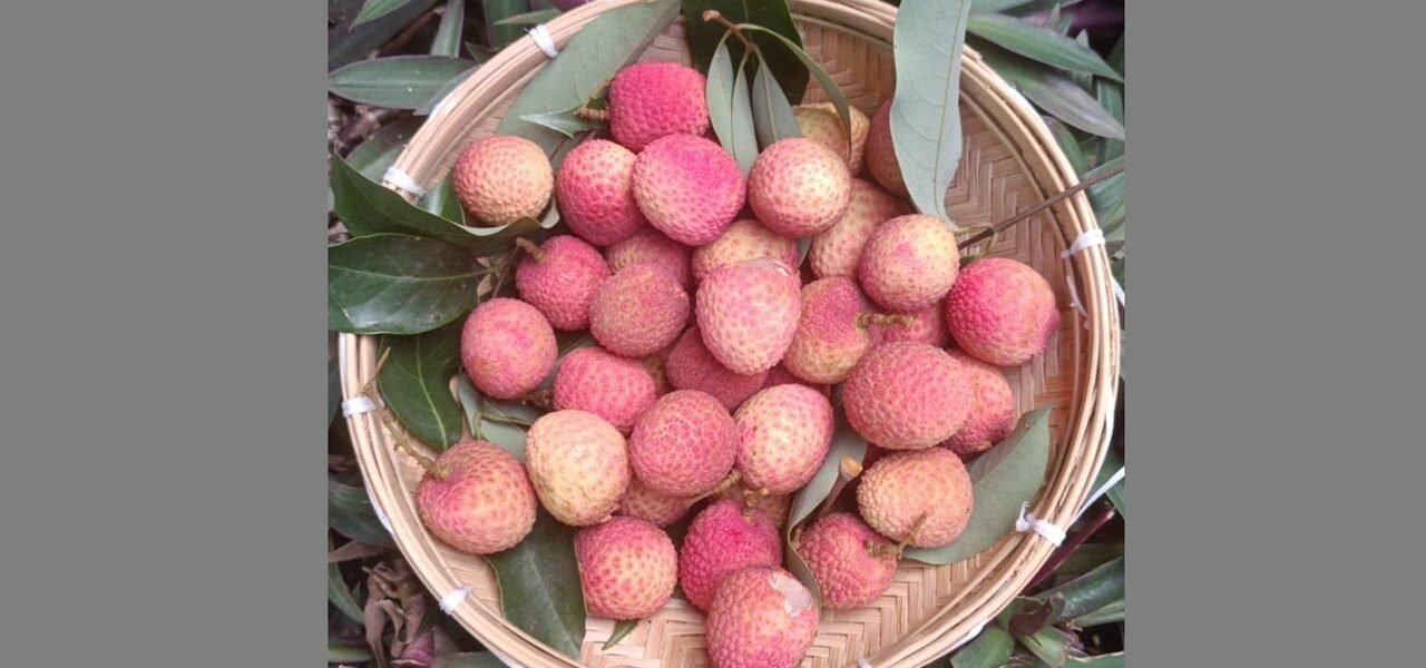 APEDA facilitated the first export of fresh litchis from Uttarakhand to Italy, marking an entry into the European market.