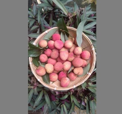 APEDA facilitated the first export of fresh litchis from Uttarakhand to Italy, marking an entry into the European market.