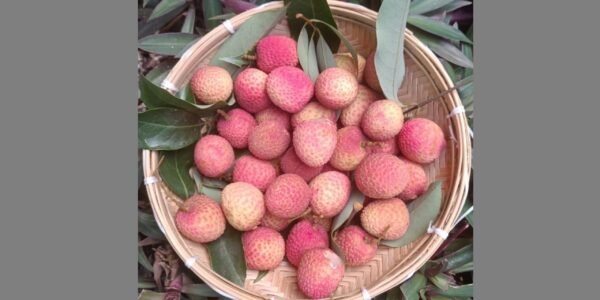 APEDA facilitated the first export of fresh litchis from Uttarakhand to Italy, marking an entry into the European market.