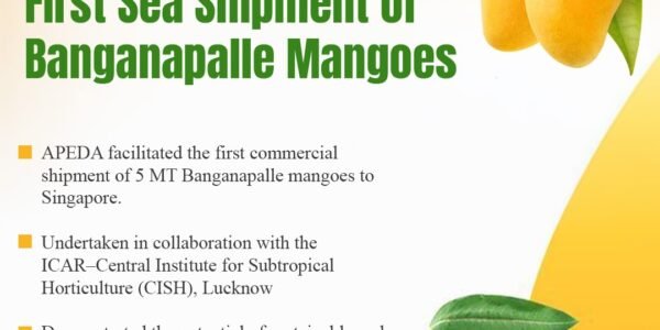 Banganapalli mangoes to Singapore