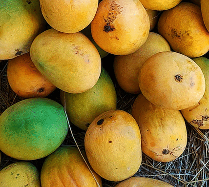 No ban by Nepal on the import of Indian mangoes.