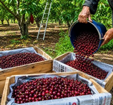 APEDA facilitated the export of the first consignment of premium Areco cherries and Staroz plums from Jammu & Kashmir to Singapore.