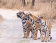 PM Modi extended greetings on International Tiger Day and reiterated his commitment to tiger conservation.