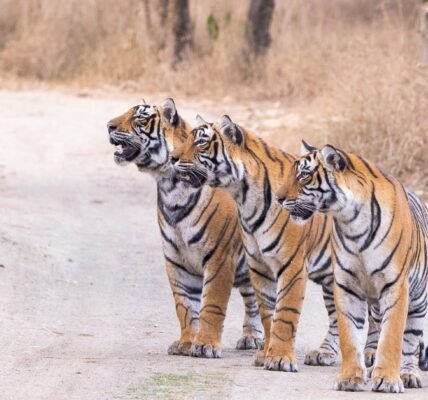 PM Modi extended greetings on International Tiger Day and reiterated his commitment to tiger conservation.