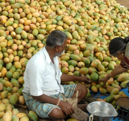 Union Agriculture Minister took the problems faced by Totapuri mango farmers seriously during his recent visit to Andhra Pradesh.