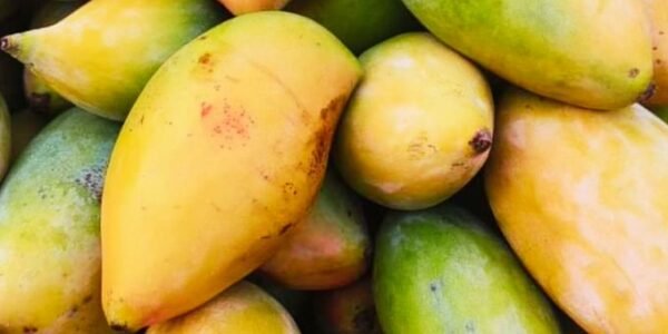copra and Totapuri mangoes