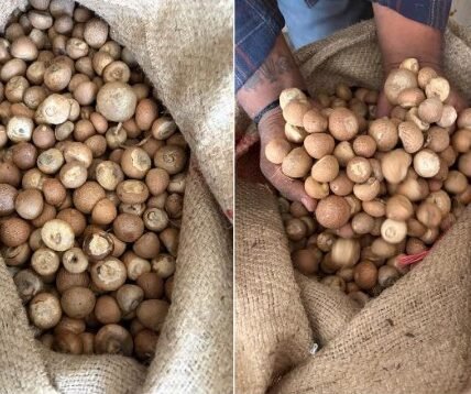 DRI has uncovered the large-scale misuse of the SAFTA agreement in the import of betel nuts