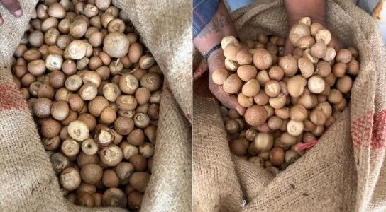 DRI has uncovered the large-scale misuse of the SAFTA agreement in the import of betel nuts
