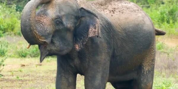 On the occasion of World Elephant Day 2026, India reaffirmed its commitment to elephant conservation.