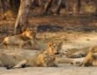 Today is World Lion Day The lion population rose from 523 in 2015 to 891 in 2025.