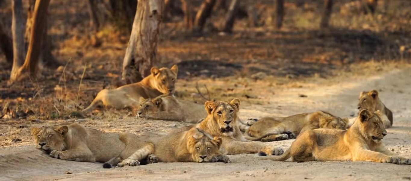 Today is World Lion Day The lion population rose from 523 in 2015 to 891 in 2025.