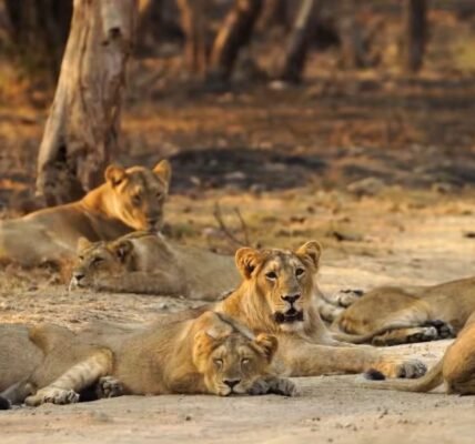 Today is World Lion Day The lion population rose from 523 in 2015 to 891 in 2025.