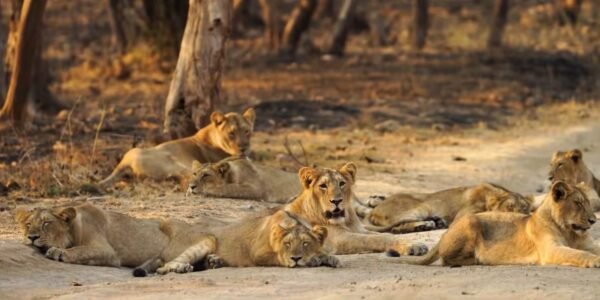 Today is World Lion Day The lion population rose from 523 in 2015 to 891 in 2025.