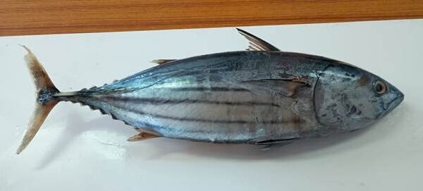 ICAR-CMFRI has advised consumers not to stop eating tuna based on reports of parasites found in fish from a specific area.