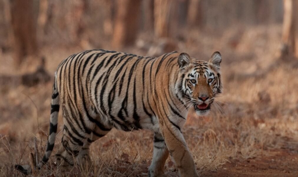 Maharashtra Melghat and Pench tiger reserves
