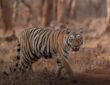Maharashtra Melghat and Pench tiger reserves