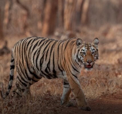 Maharashtra Melghat and Pench tiger reserves