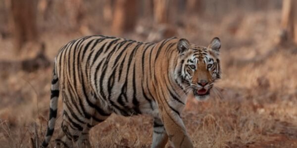 Maharashtra Melghat and Pench tiger reserves