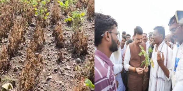 305 talukas in Maharashtra declared drought-hit farmers to receive assistance of ₹5,000.