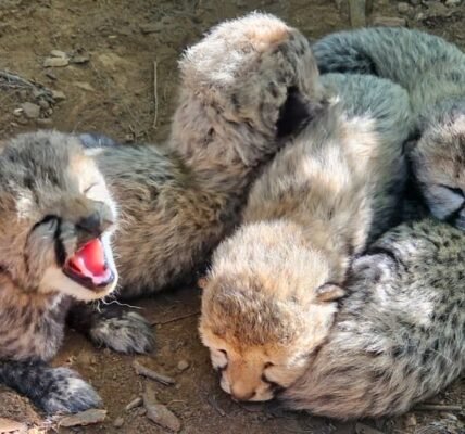 An India-born cheetah gave birth to five healthy cubs at Kuno National Park