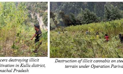 Central Bureau of Narcotics destroyed illegal cannabis cultivation spread across 5,165 acres under Operation Parivartan