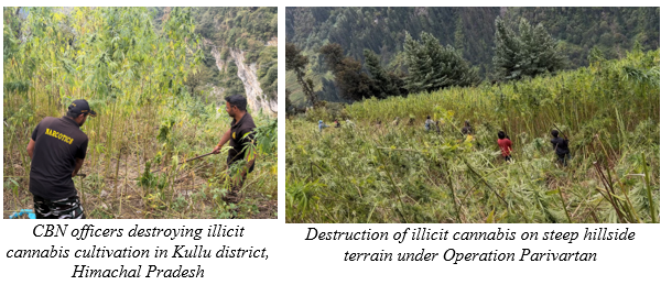 Central Bureau of Narcotics destroyed illegal cannabis cultivation spread across 5,165 acres under Operation Parivartan