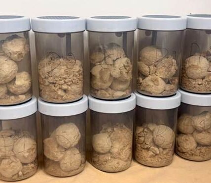 DRI seizes 5.6 kg of heroin in Phagwara, Punjab