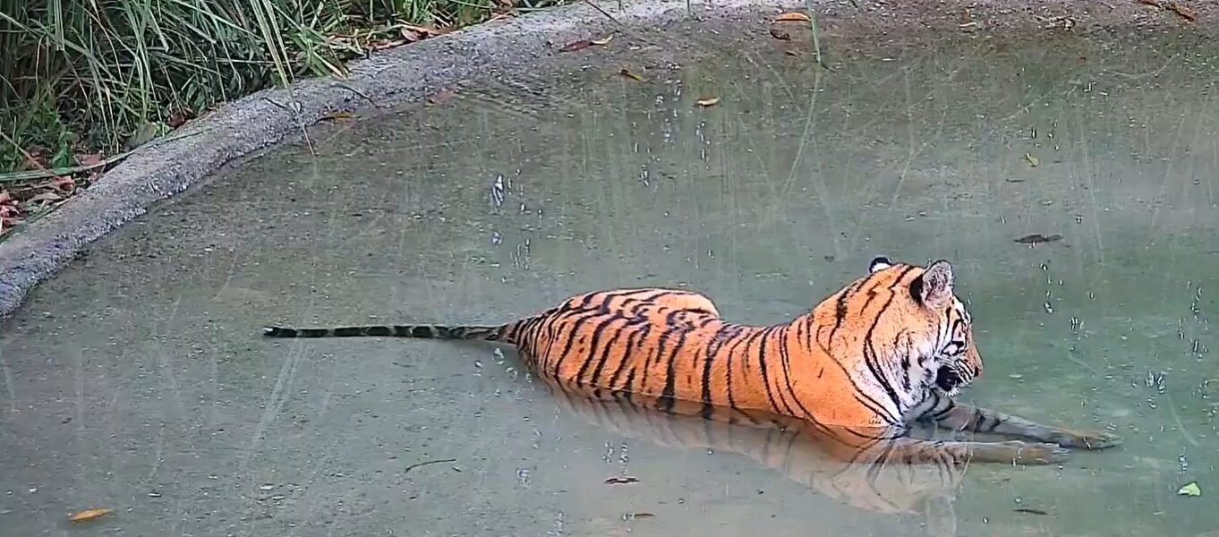 first tigress was released into the Buxa Tiger Reserve in West Bengal under the ‘Tiger Rehabilitation Programme’