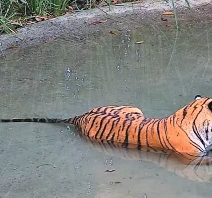 first tigress was released into the Buxa Tiger Reserve in West Bengal under the ‘Tiger Rehabilitation Programme’