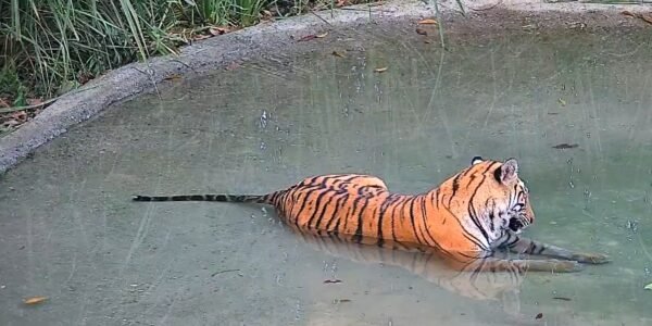 first tigress was released into the Buxa Tiger Reserve in West Bengal under the ‘Tiger Rehabilitation Programme’